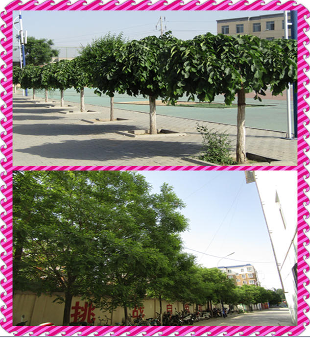 QQ图片20190528165836.png