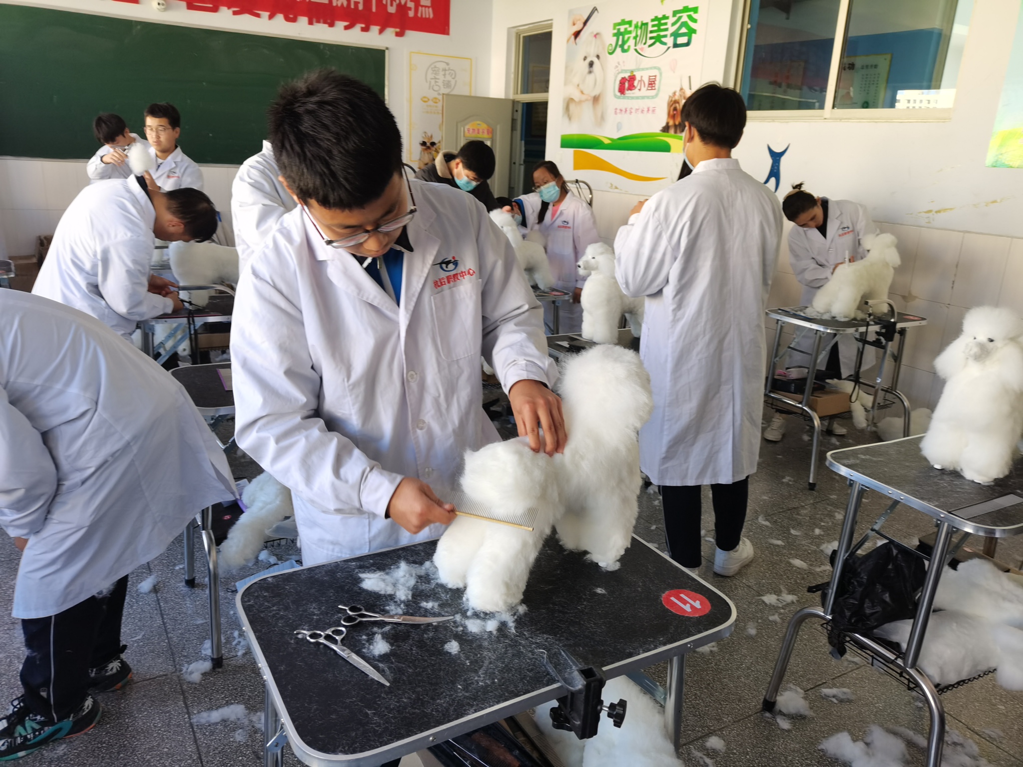 E:\1+X学生信息登记表\宠物美容照片\71z5b87brvo3uk208r7v8ha3z_0.jpg