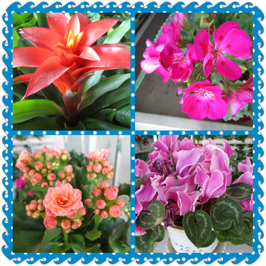 鲜花.png